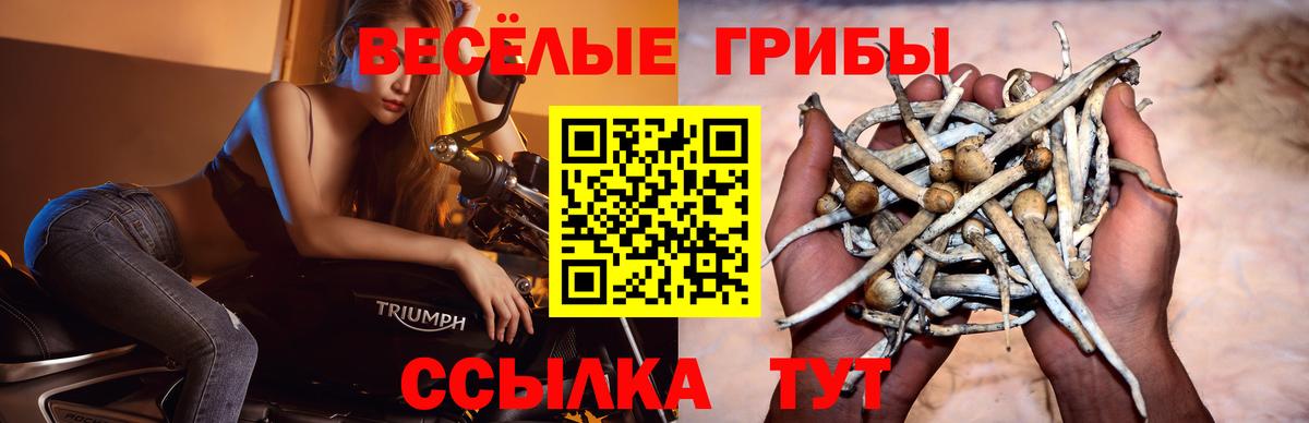 Псилоцибиновые грибы GOLDEN TEACHER  Вход с VPN  Новоалтайск  Псилоцибиновые грибы Psilocybine cubensis 